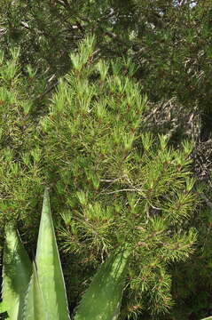 Image of Nelson Pinyon Pine