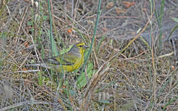 Image of Corsican Citril Finch