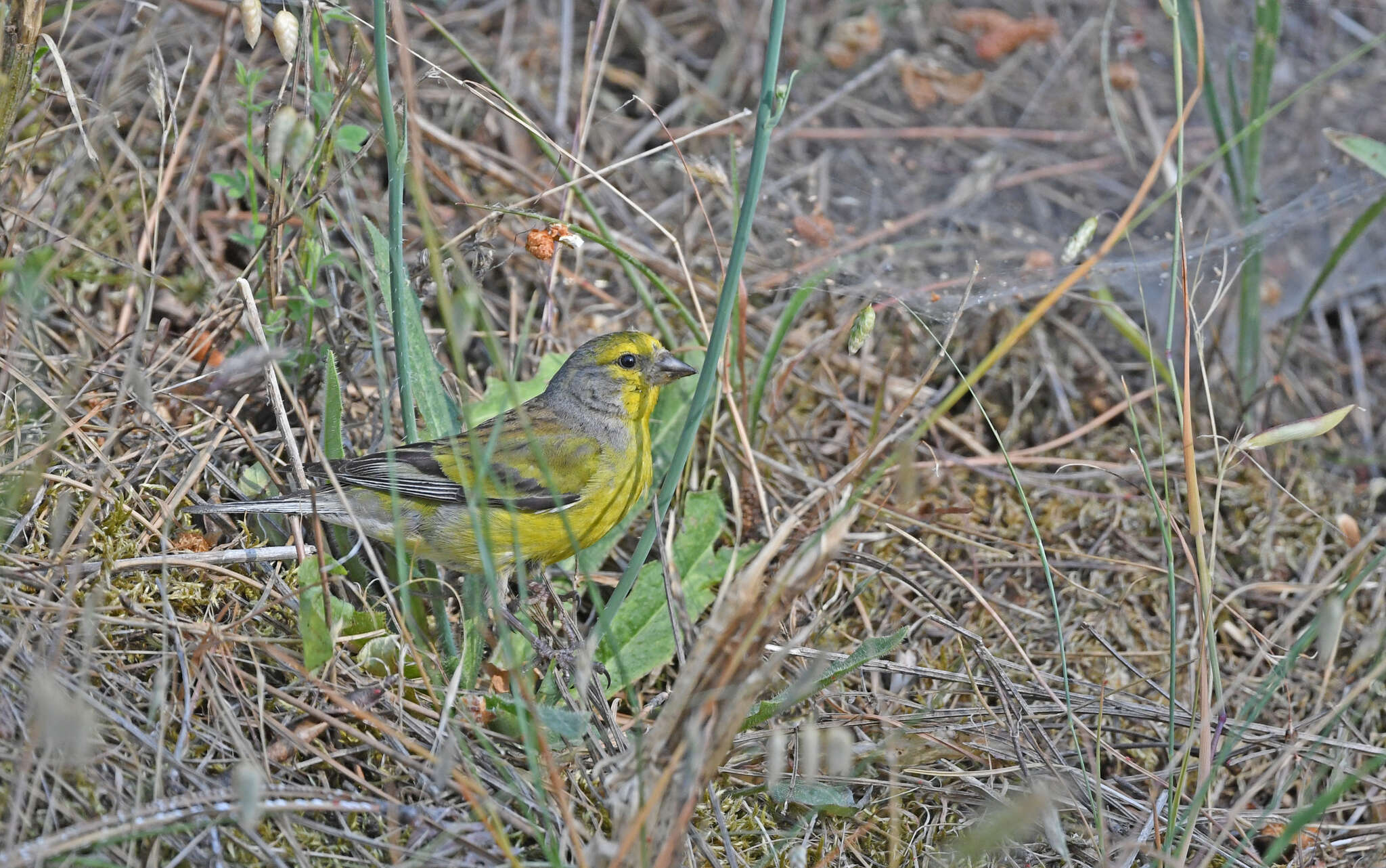 Image of Corsican Citril Finch