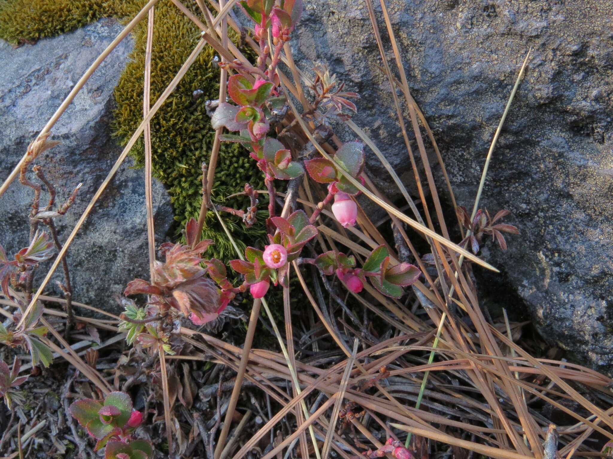 Image of dwarf bilberry