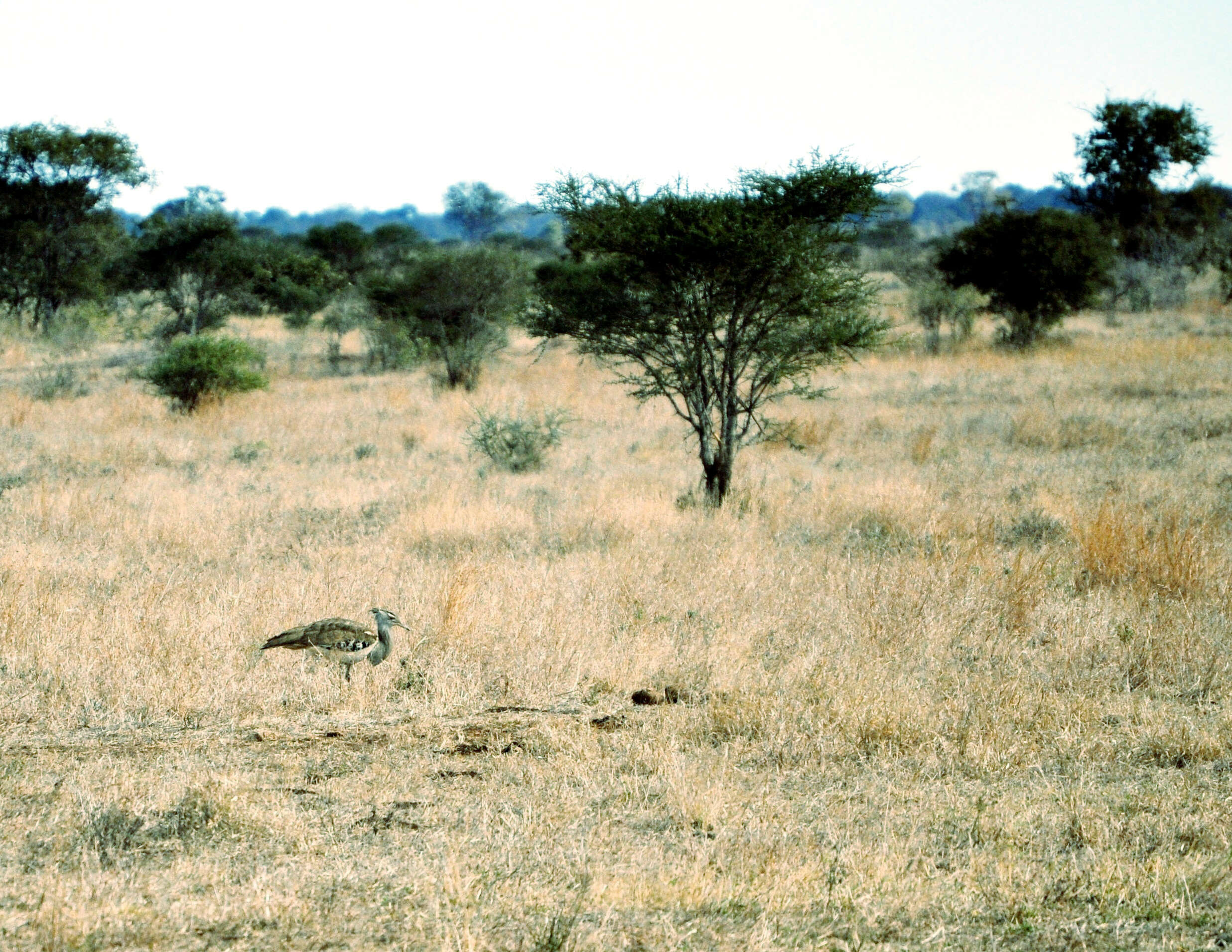 Image of Kori Bustard