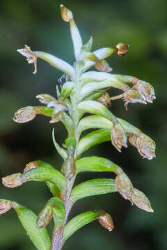 Image of Cranichis wageneri Rchb. fil.