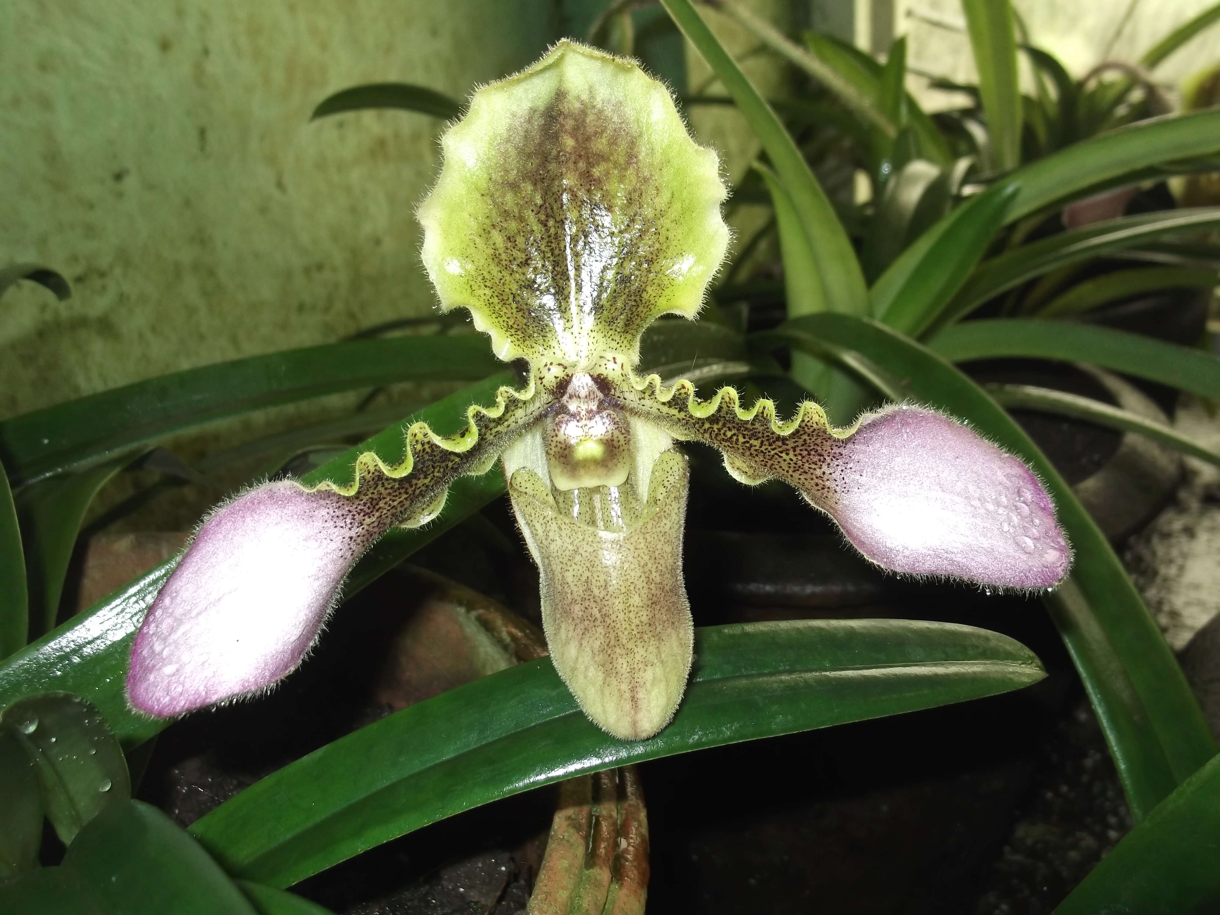 Image de Paphiopedilum hirsutissimum (Lindl. ex Hook.) Stein