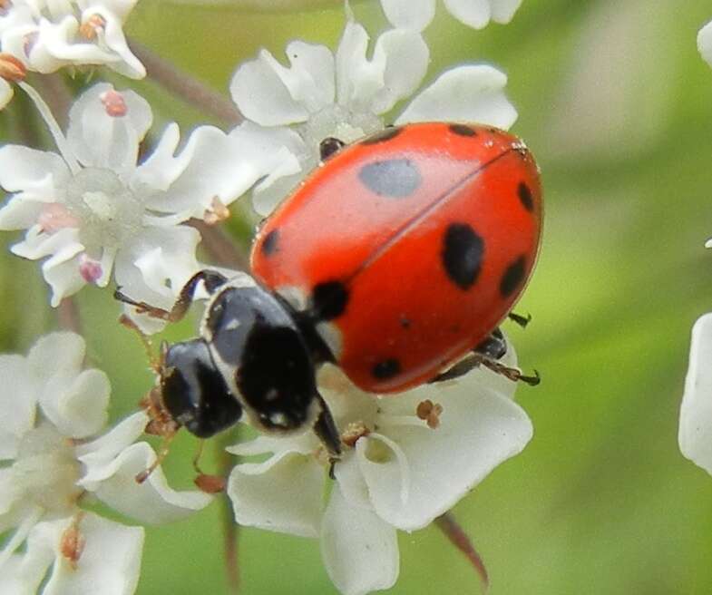 Image of Lady beetle