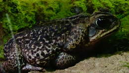 Image of Cururu Toad