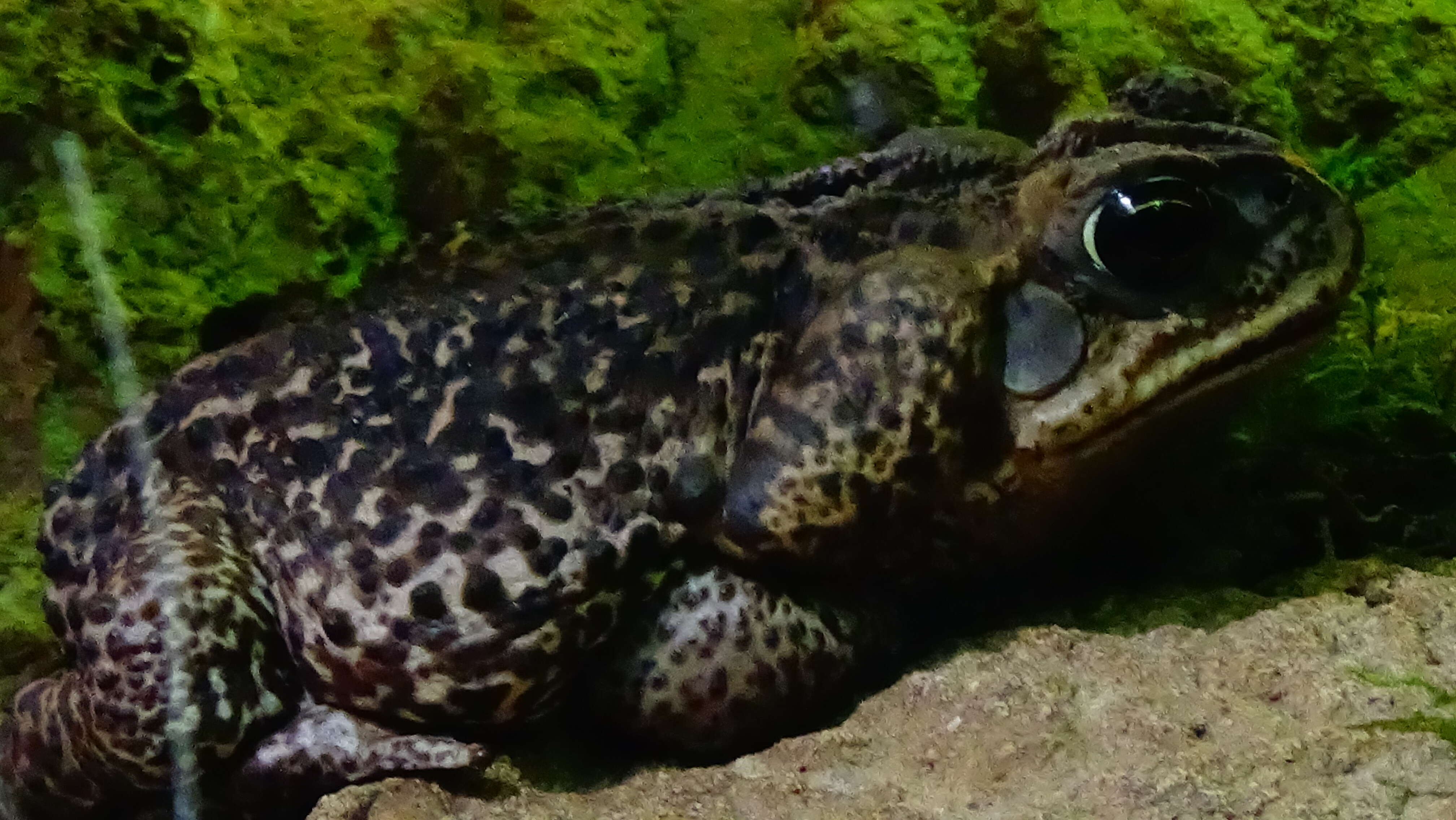 Image of Cururu Toad