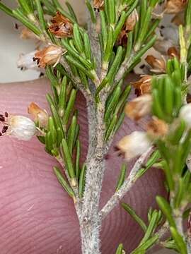 Image of <i>Erica <i>simulans</i></i> var. simulans