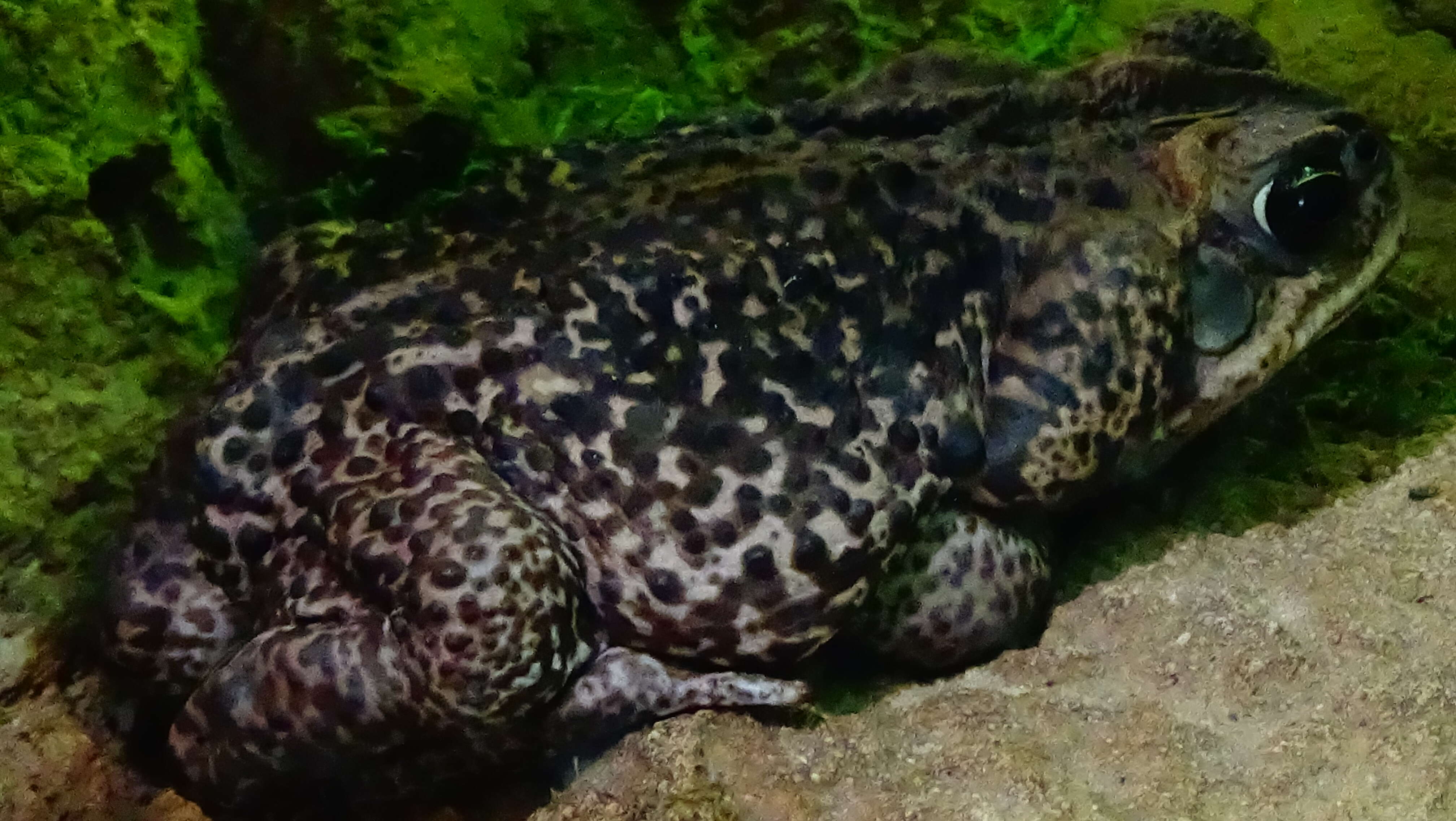 Image of Cururu Toad