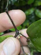 Rhodamnia sessiliflora Benth. resmi