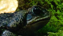 Image of Cururu Toad