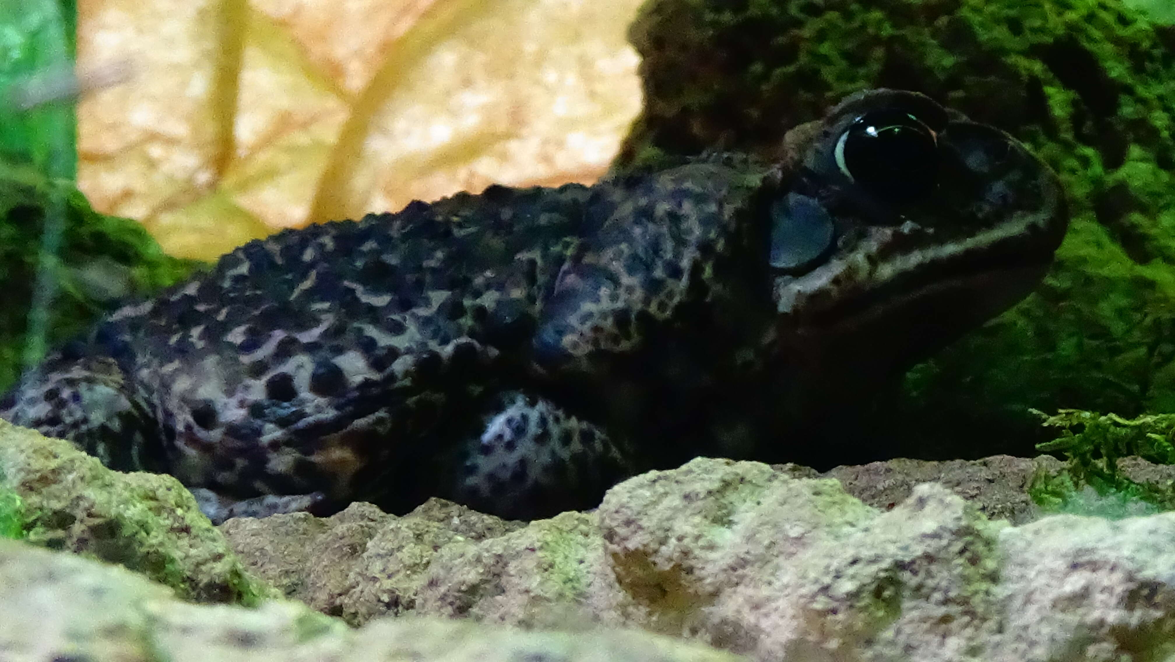 Image of Cururu Toad