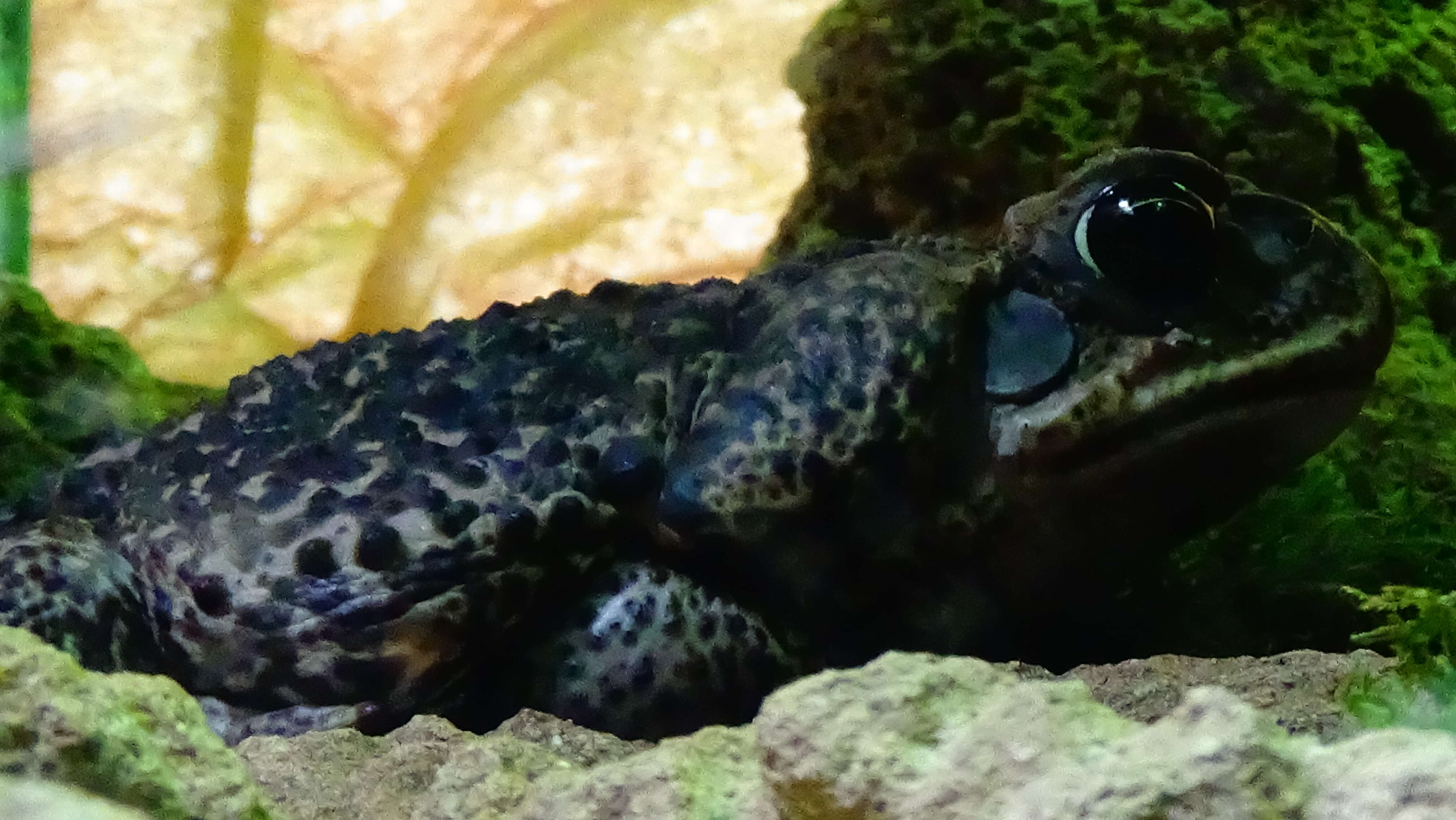 Image of Cururu Toad