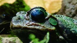 Image of Cururu Toad