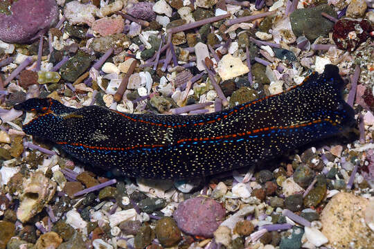 Image of Navanax polyalphos (Gosliner & G. C. Williams 1972)