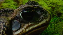 Image of Cururu Toad