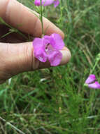 Image of purple false foxglove