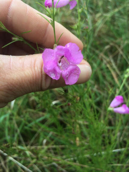 Image of purple false foxglove