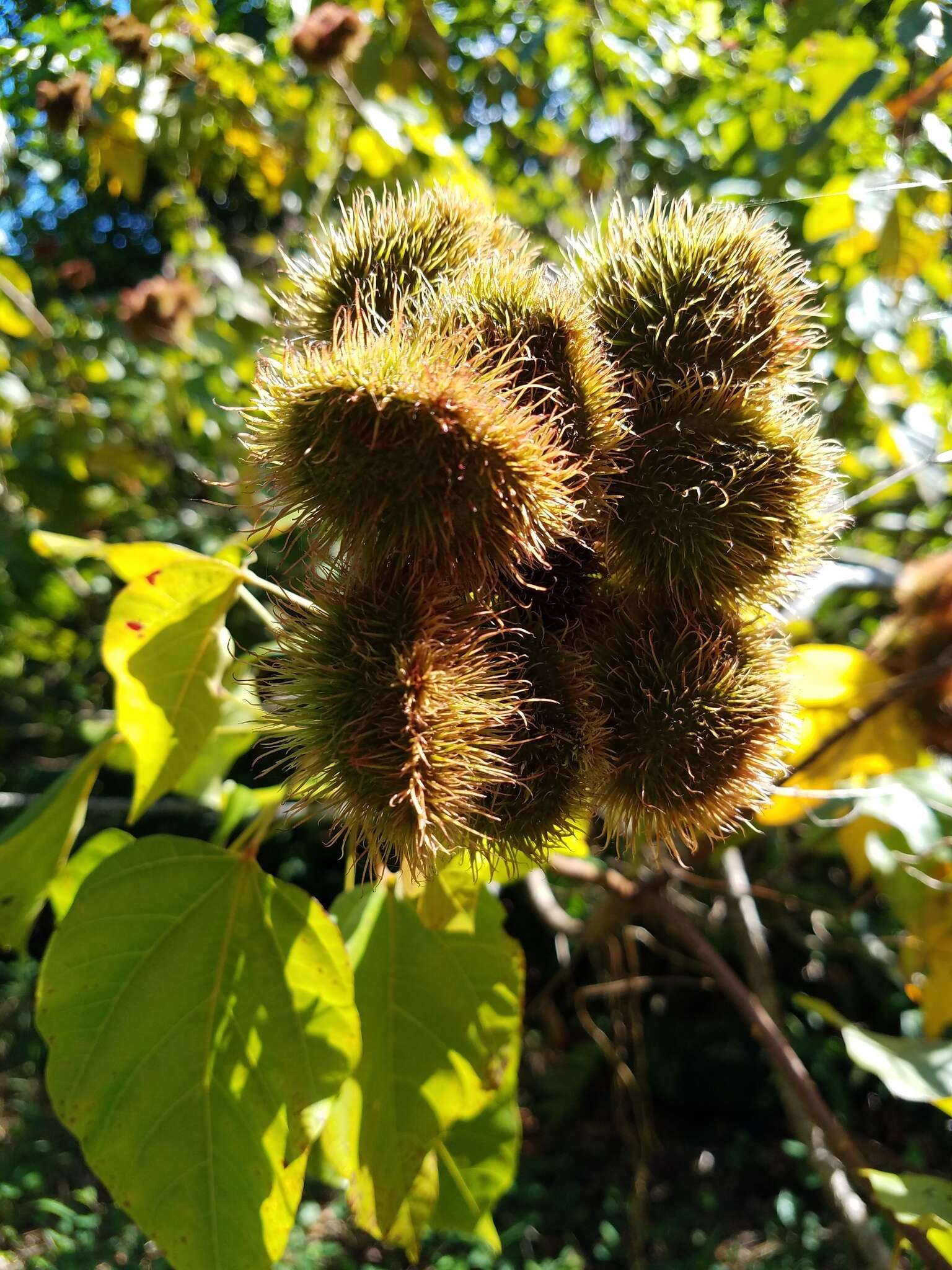 Image of Achiote