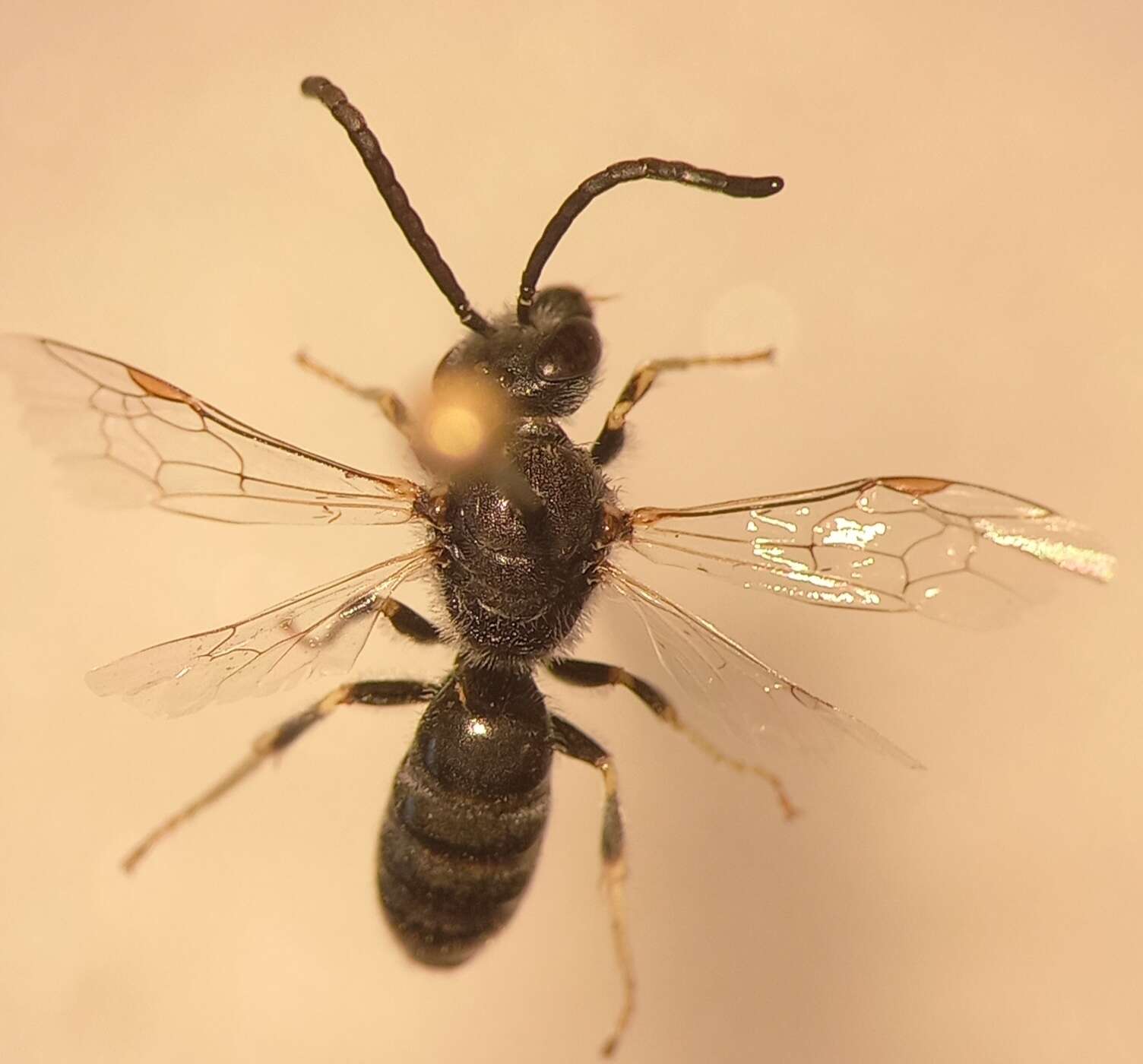 Plancia ëd Lasioglossum subhirtum (Lepeletier 1841)