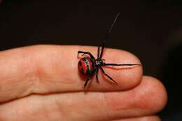 Latrodectus curacaviensis (Müller 1776)的圖片