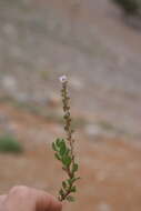 Image of Veronica cuneifolia D. Don