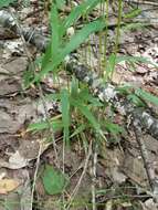 Imagem de Cinna latifolia (Trevir.) Griseb.