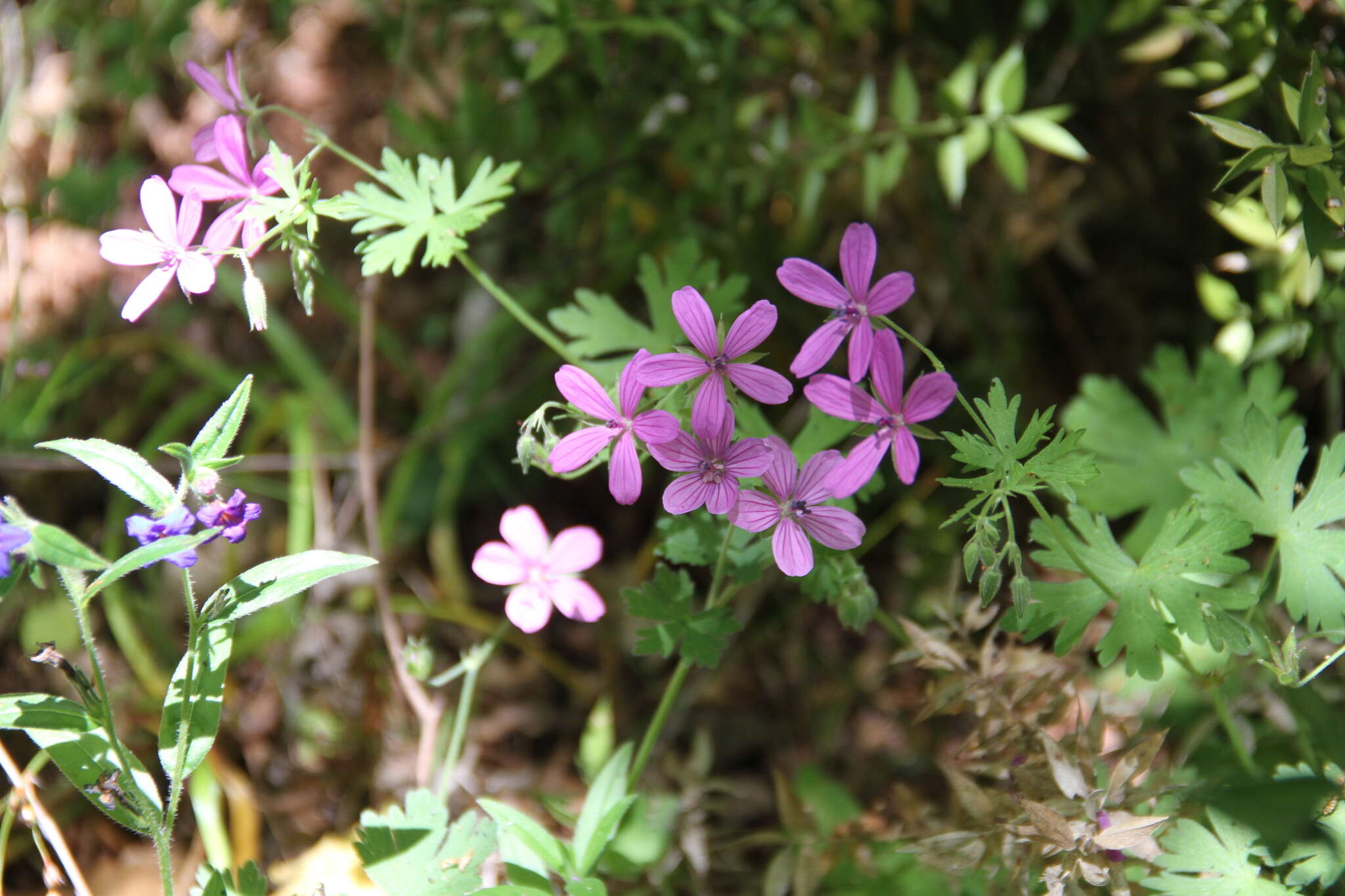 Imagem de Geranium asphodeloides subsp. tauricum (Rupr.) Fritsch