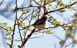 Plancia ëd Prinia rufifrons Rüppell 1840