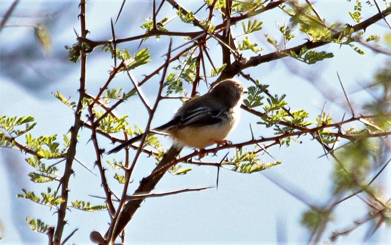 Plancia ëd Prinia rufifrons Rüppell 1840