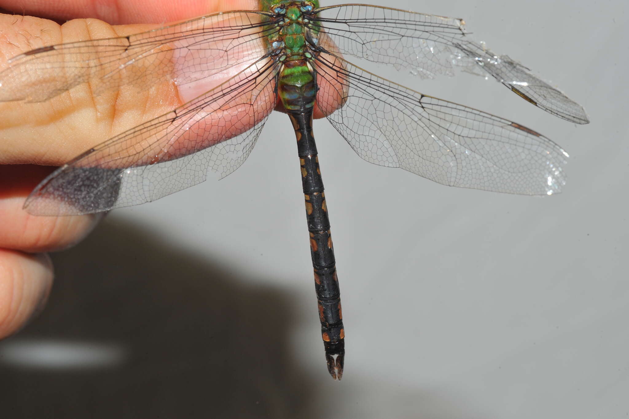 Image of Amazon Darner