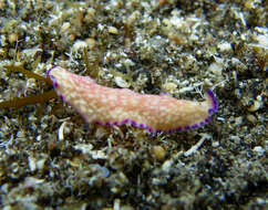 Image of white and purple flatworm