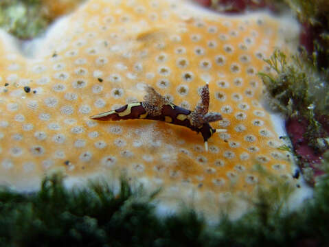 Image of camoflague slug