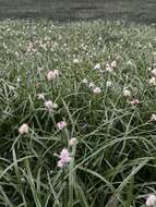 Image de Cyperus richardii Steud.