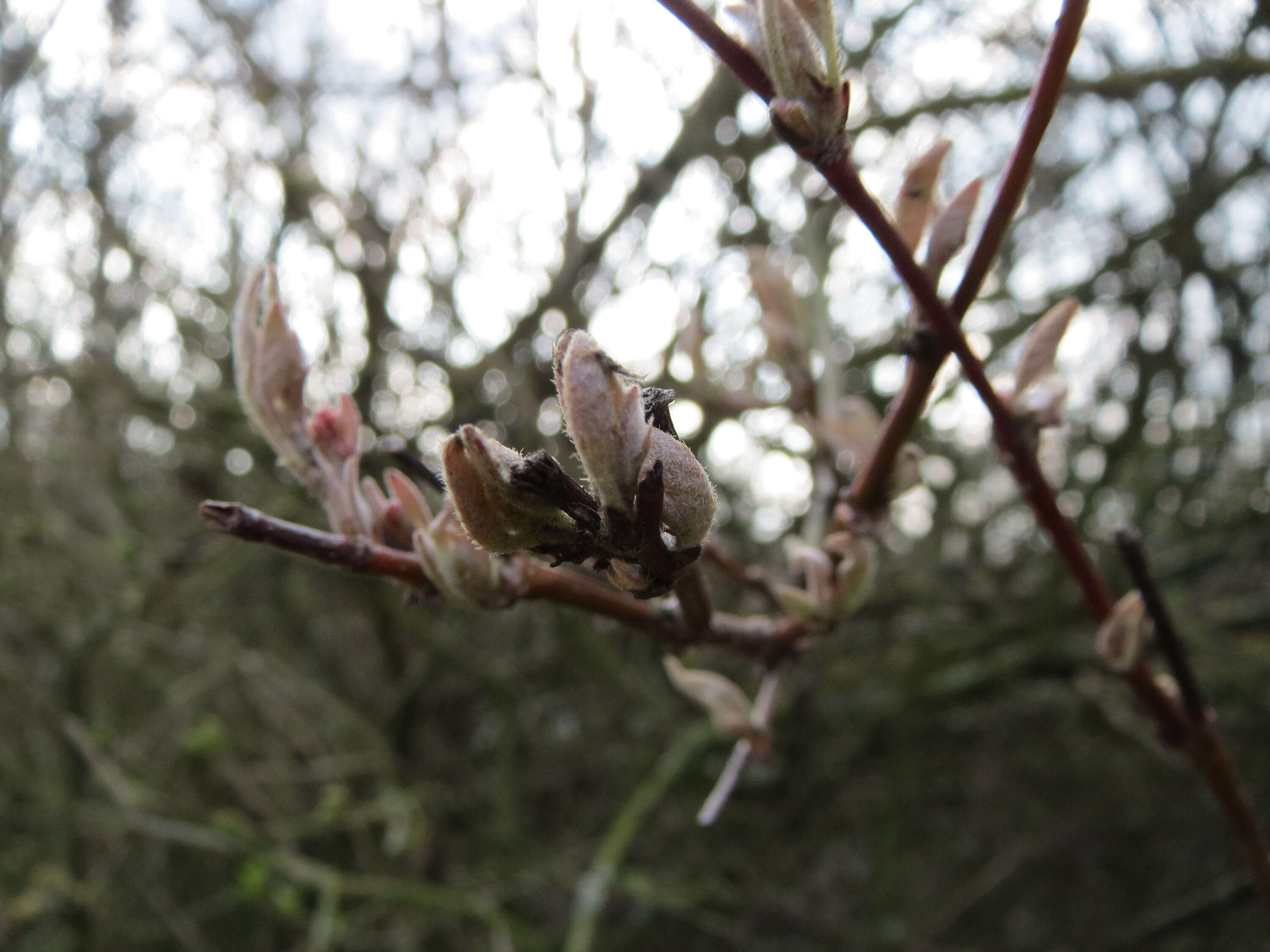 Imagem de Lonicera xylosteum L.