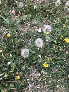 Слика од Taraxacum erythrospermum Andrz. ex Bess.