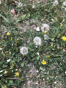 Image of Rock dandelion