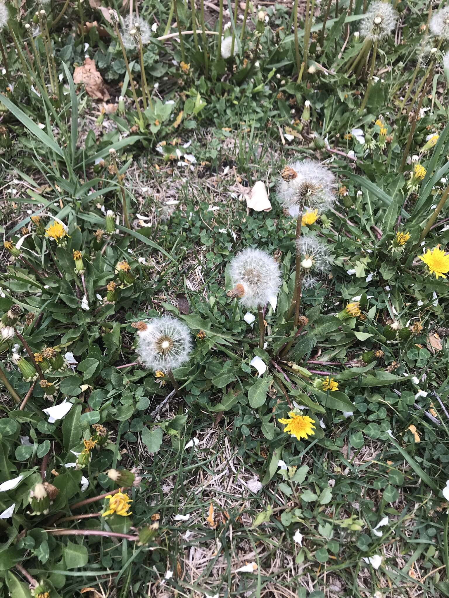 Image of Rock dandelion