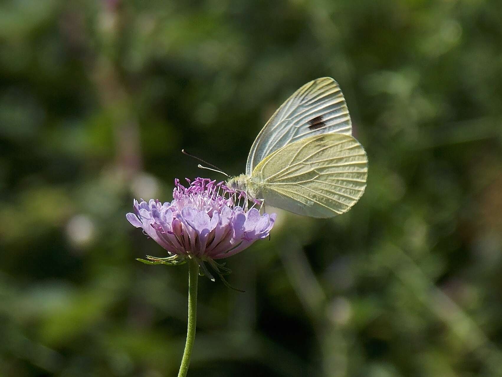 Image of Southern Small White