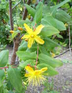 Image of Hypericum grandifolium Choisy