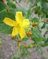 Image of Hypericum grandifolium Choisy