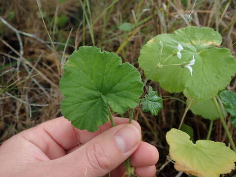 Imagem de Pelargonium odoratissimum (L.) L'Her.