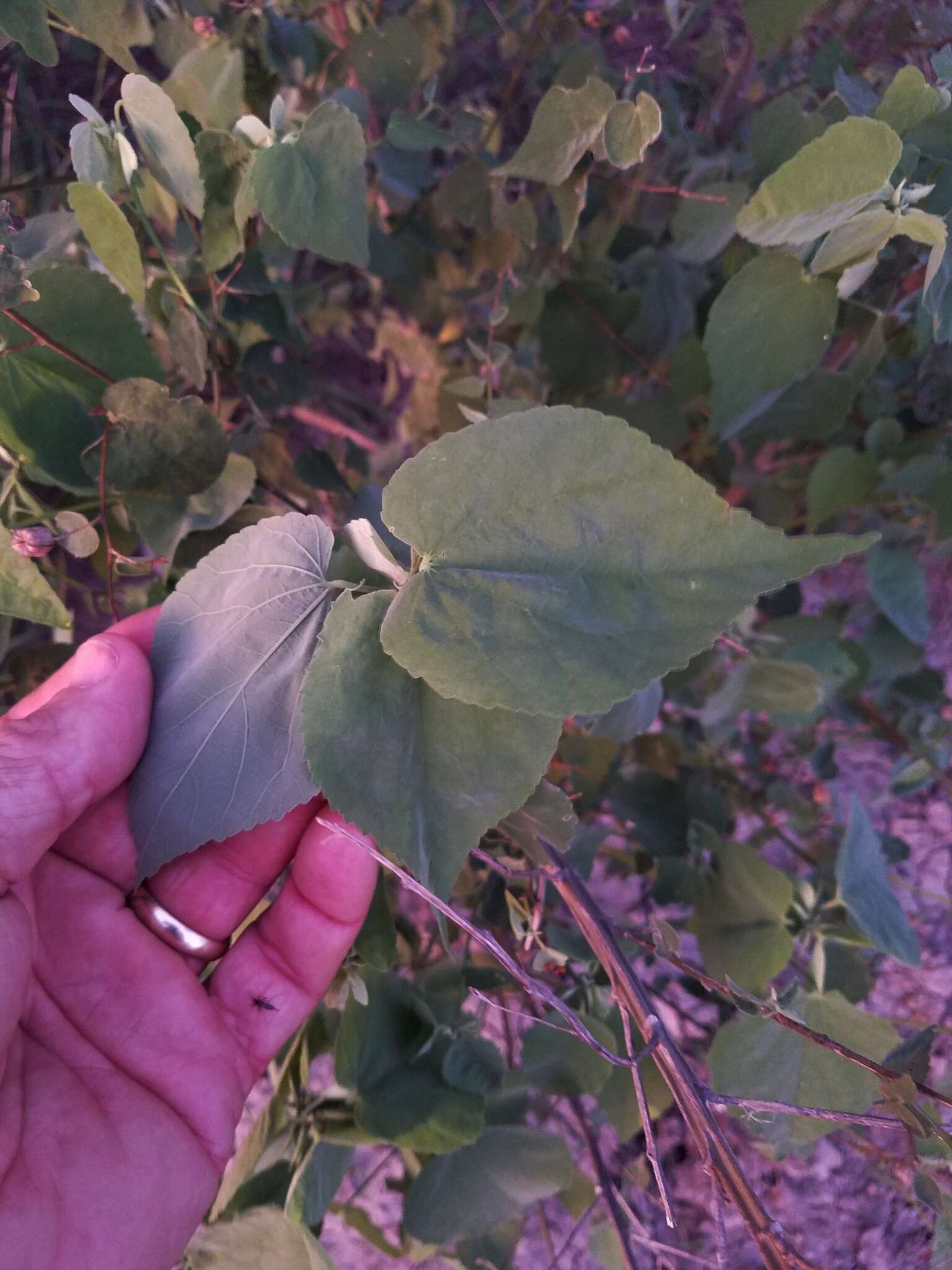 Imagem de Abutilon trisulcatum (Jacq.) Urban