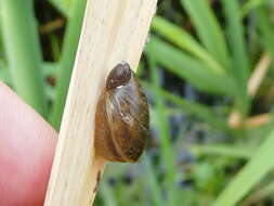Image of pfeifers amber snail