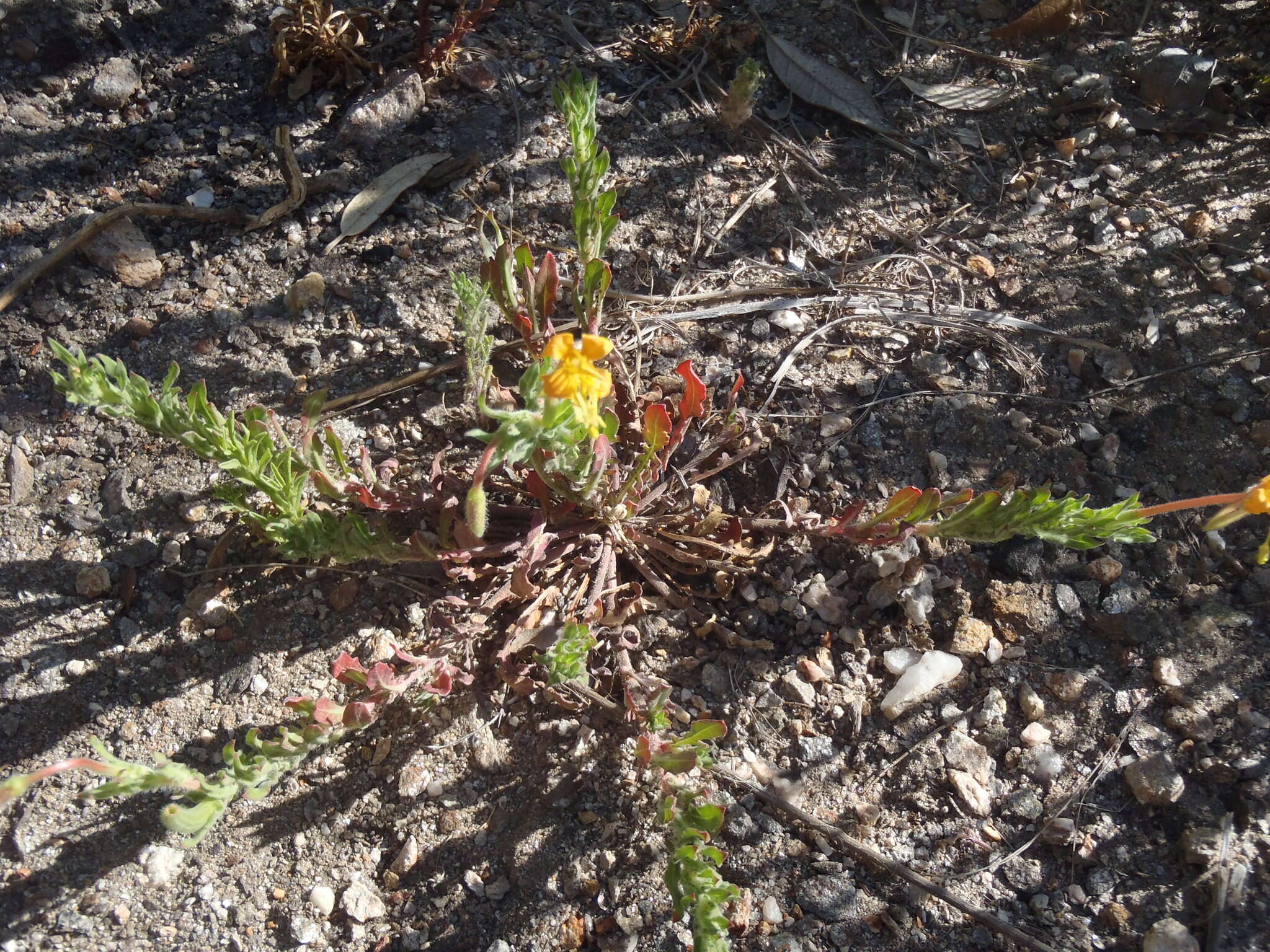 Image of South American evening primrose