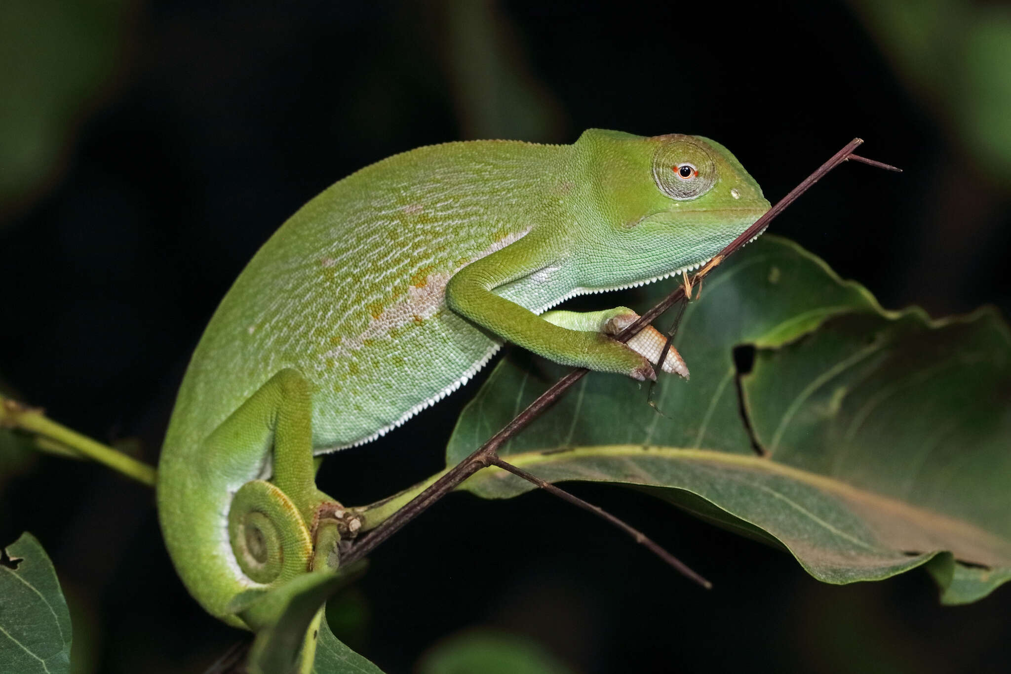 Chamaeleo senegalensis Daudin 1802 resmi