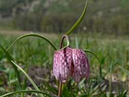 Image of Lazarus bell