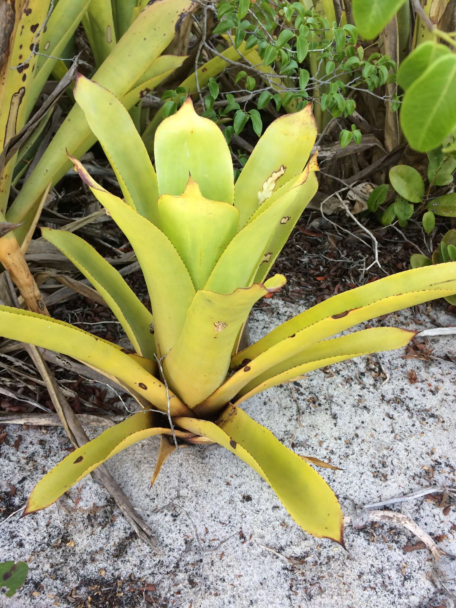 Image of Hohenbergia littoralis L. B. Sm.