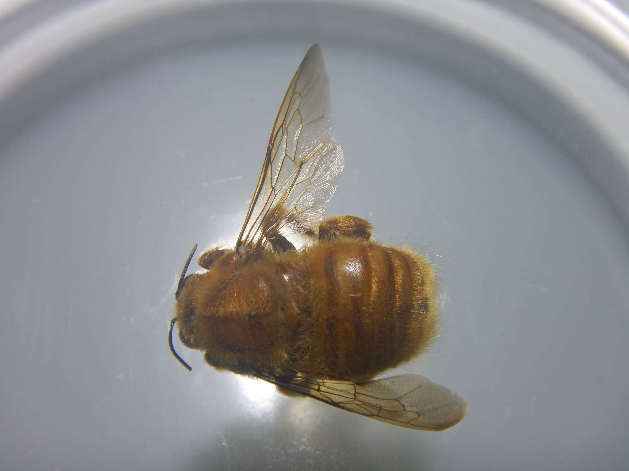 Image of Xylocopa clarionensis Hurd 1958