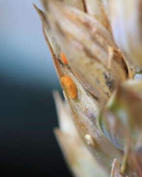 Image of Wheat midge