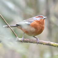 Image of Rusty-browed Warbling Finch